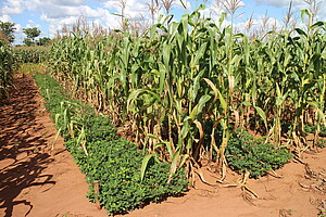 Maize-groundnut intercrop