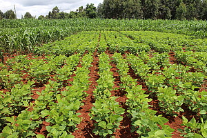 Soybean sole crop
