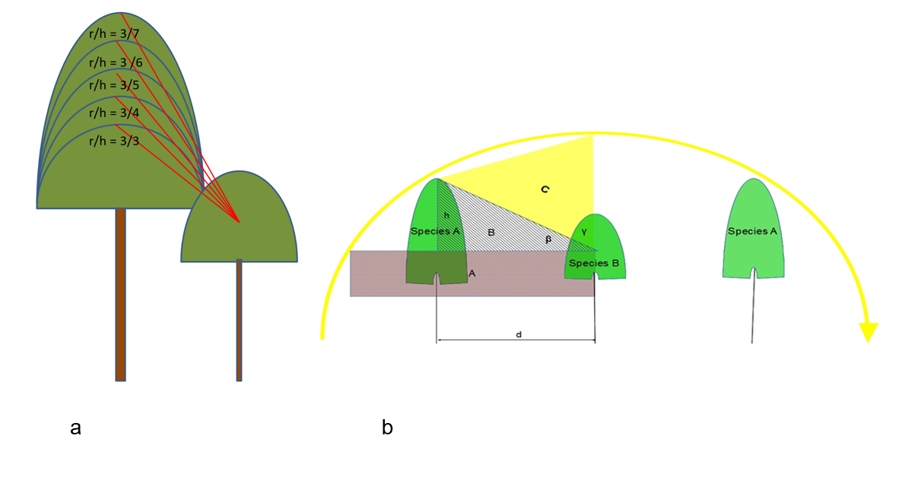 Light sharing approach in LUCIA-Intercrop module