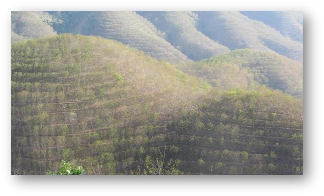 Rubber monocrop plantations in Xishuangbanna