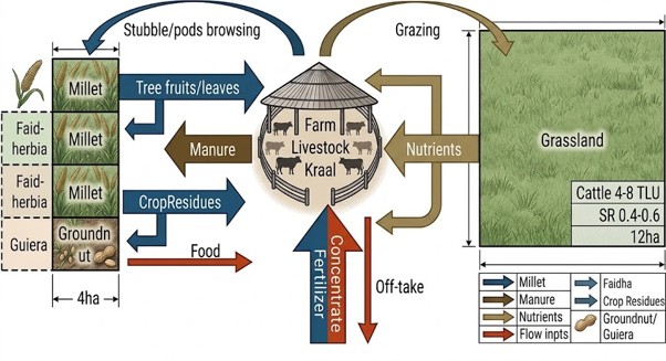 Internal resource flows and trade-offs in an agrosilvopastoral system